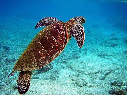 Sea turtles